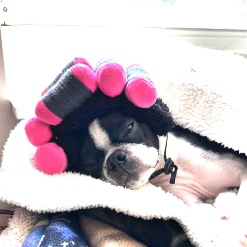 dog with hair curlers